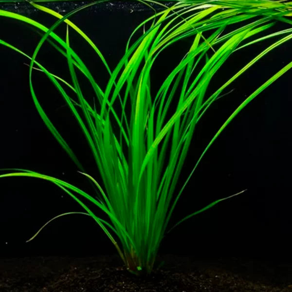 Cyperus Helferi - Immersed Grown Net Pot