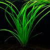 Cyperus Helferi - Immersed Grown Net Pot