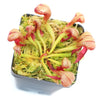 Darlingtonia californica ‘Othello’ Cobra Lily Plant - Tissue Culture Cup