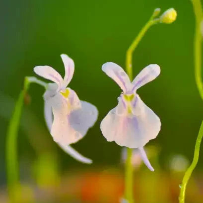 Utricularia sandersonii 'White Rabbit' Bladderwort - Tissue Culture Plant