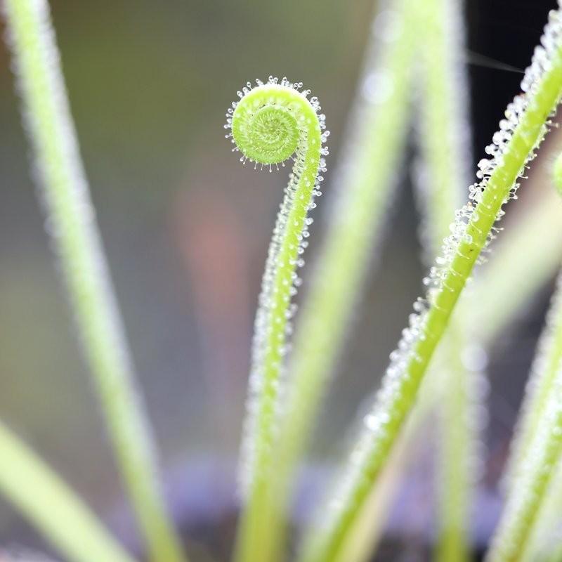 Drosera filiformis var. tracyi 'Thread-leaf Sundew' - Tissue Culture C ...