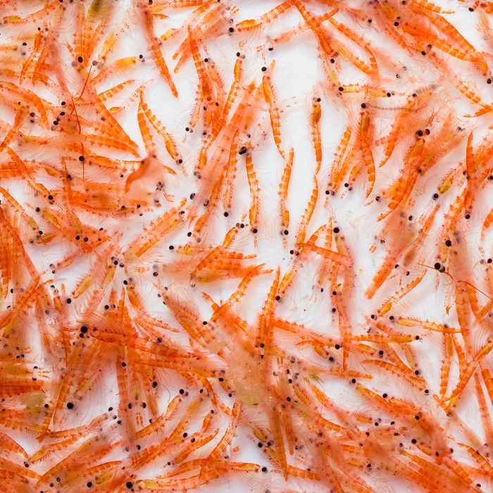 Freeze Dried Krill - Fish Food - 20g