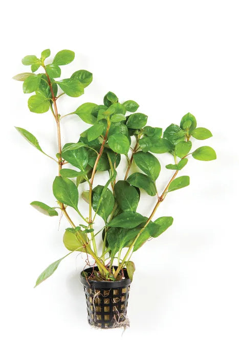 Ludwigia repens - 5cm Net Pot