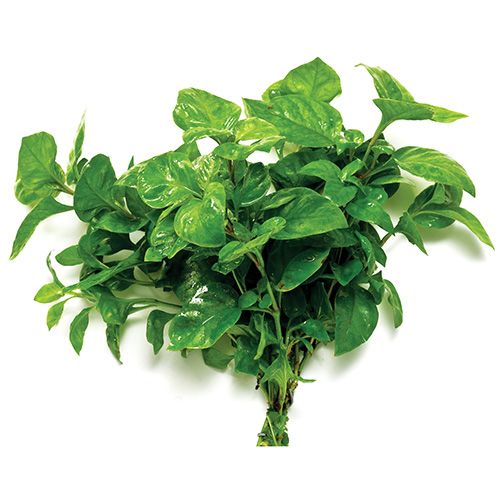 Alternanthera variegata 'Curly Ivy' - 5cm Net Pot