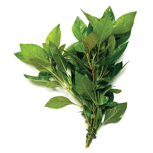 Alternanthera variegata 'Yellow Ivy' - 5cm Net Pot