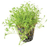 Glossostigma Elantinoides - Tissue Culture Cup