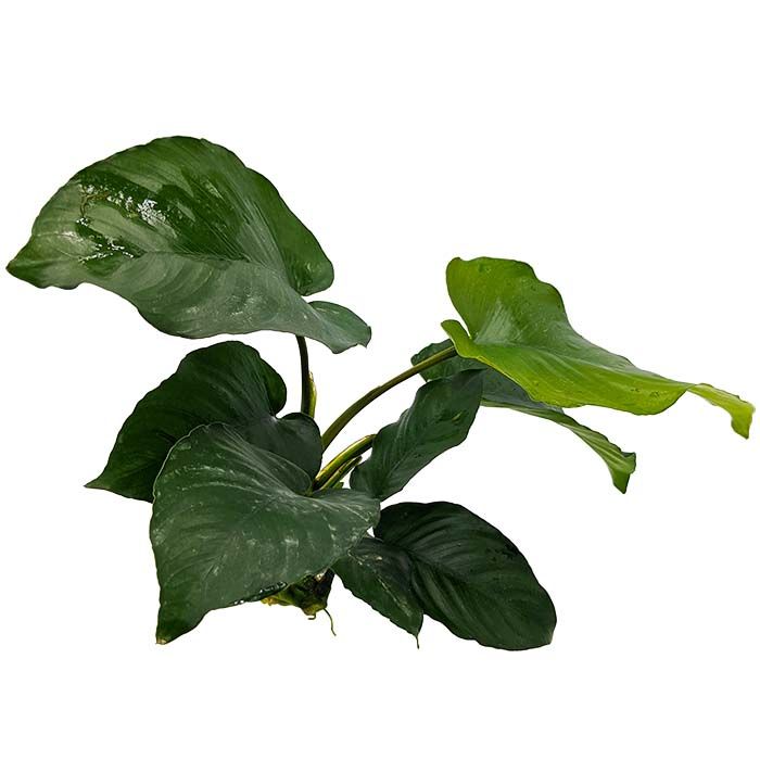 Anubias Barteri - 20cm+ Plant