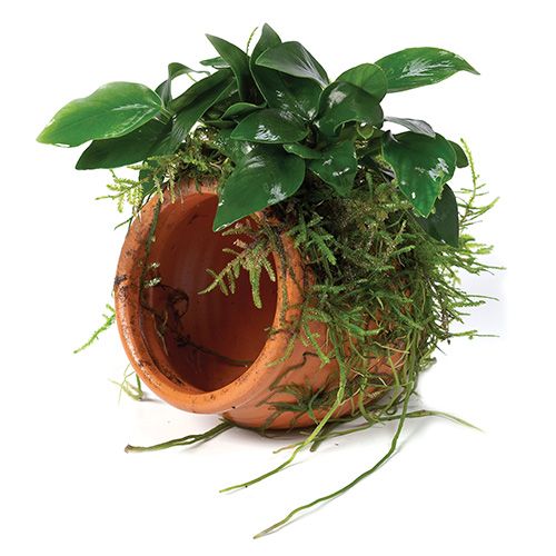 Terracotta Urn with Anubias Paco - Small