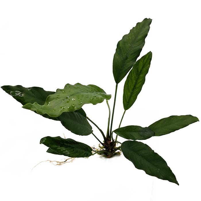Anubias Afzelli - 10-20cm Plant