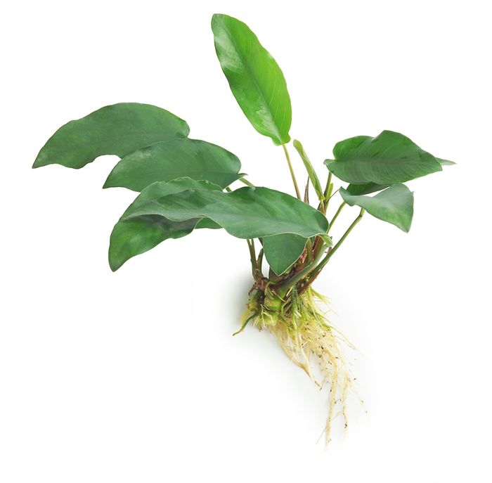 Anubias barteri sp 'Emerald Heart' - 10-20cm Plant