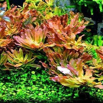 Ludwigia sphaerocarpa 'Rounded Leaf Ludwigia'- 5cm Net Pot