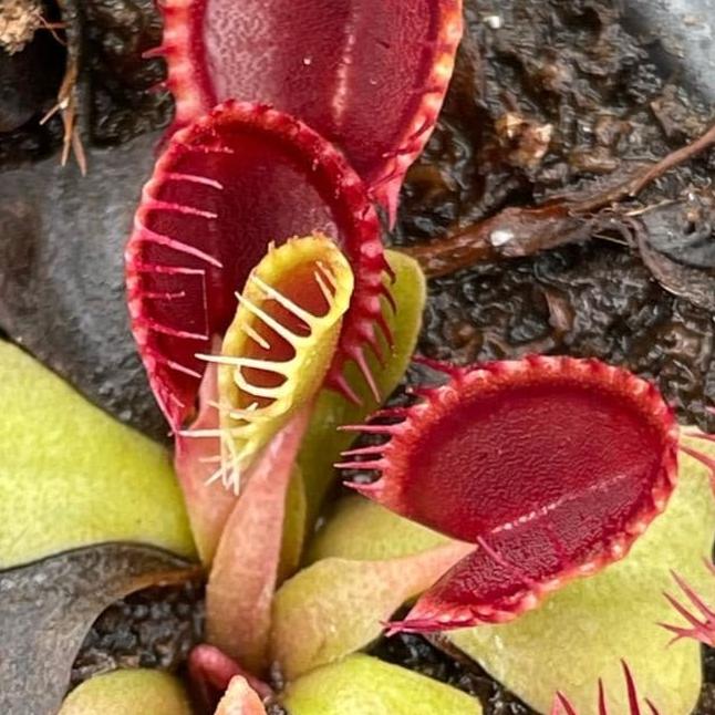 Venus Fly Trap 'Cupped Trap' Dionaea muscipula - Tissue Culture Cup