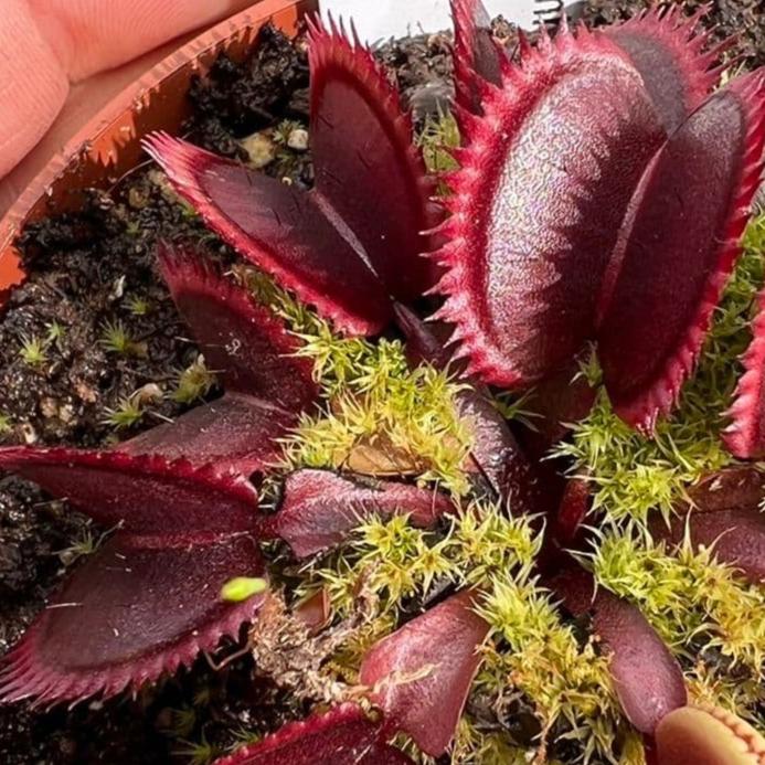 Venus Fly Trap 'Red Piranha' Dionaea muscipula - Tissue Culture Cup