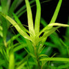 Heterenthera zosterfolia - 5cm Net Pot