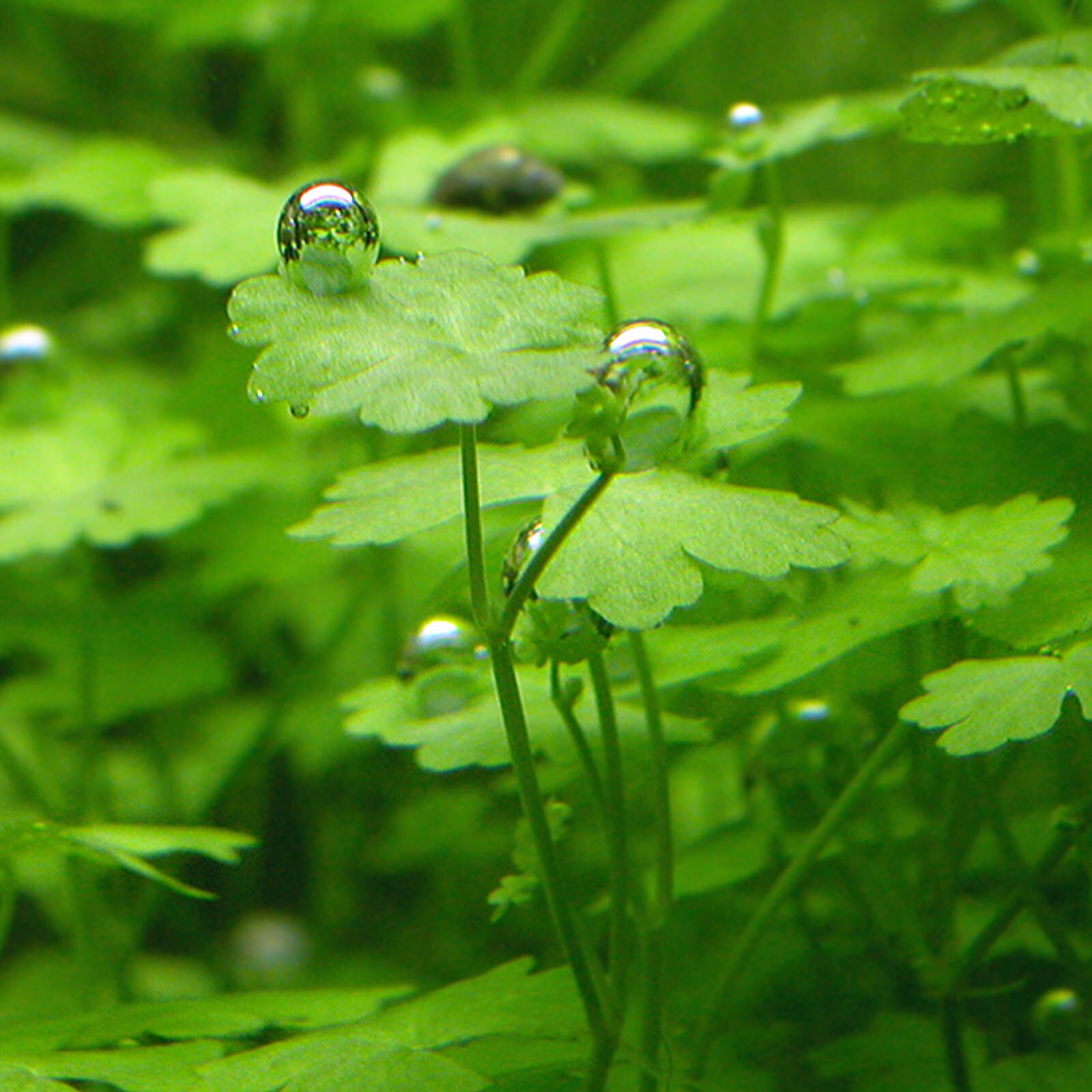 Hydrocotyle tripartita ‘Japan’ - Immersed Grown Net Pot