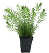 Hydrotriche hottoniiflora 'Pine Needle' - 5cm Net Pot