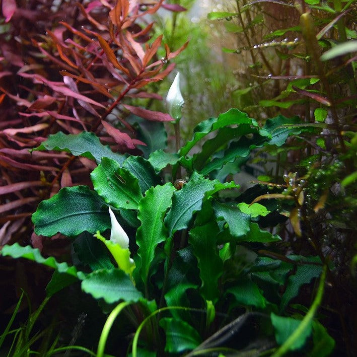 The Guppy Garden