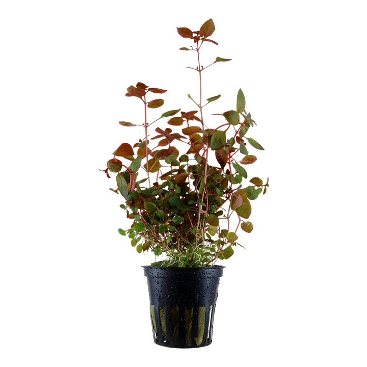 Ludwigia palustris 'Super Mini Red'- 5cm Net Pot