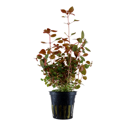 Ludwigia palustris 'Super Mini Red'- 5cm Net Pot
