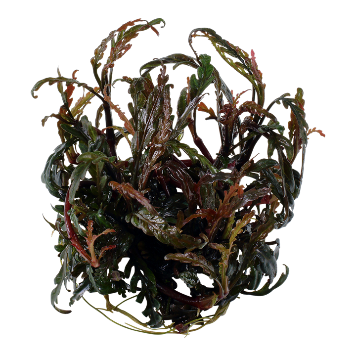 Hygrophila pinnatifida - Tissue Culture Cup