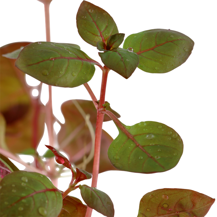 Ludwigia palustris 'Super Mini Red'- 5cm Net Pot