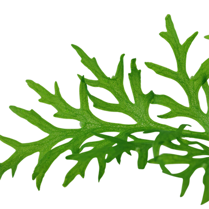 Ceratopteris Siliquosa 'Lace fern' - 5cm Net Pot