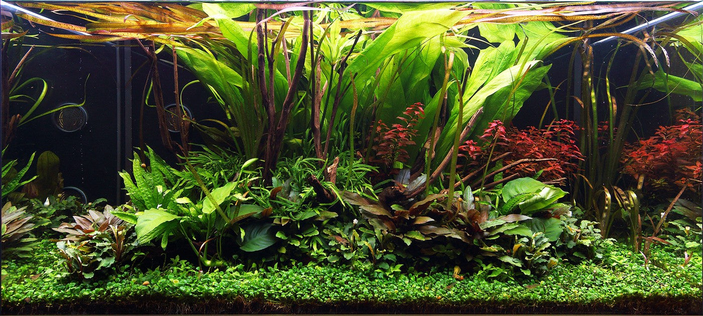 The Guppy Garden