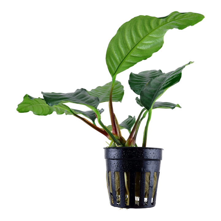 Anubias barteri sp 'Coffeefolia' - 10-20cm Plant