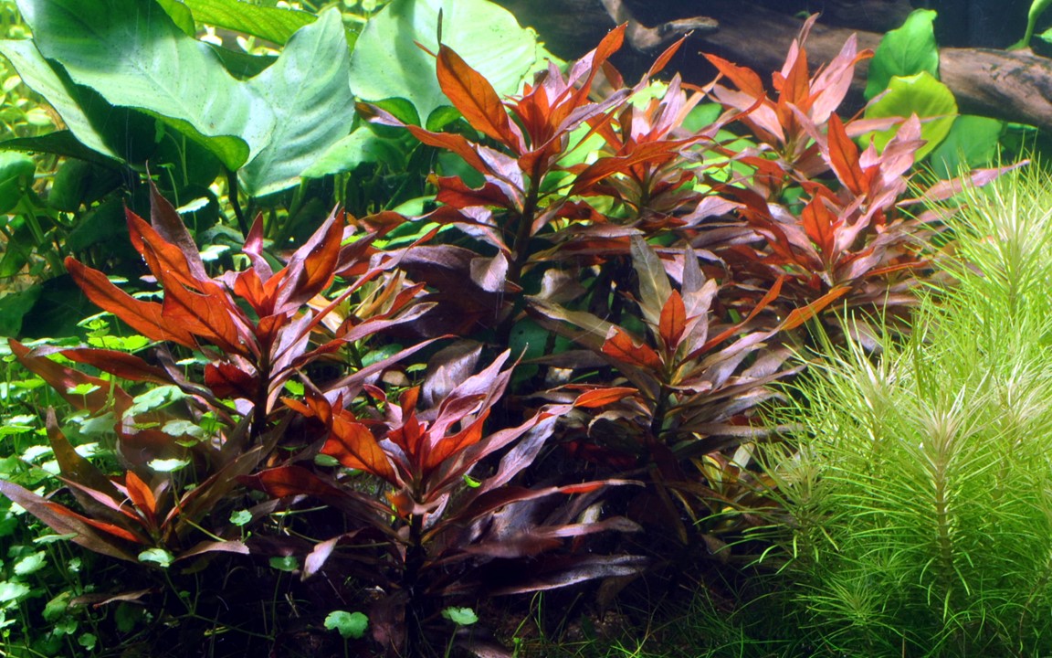 Ludwigia Glandulosa 'Scarlet Ludwigia'- Tissue Culture Plant