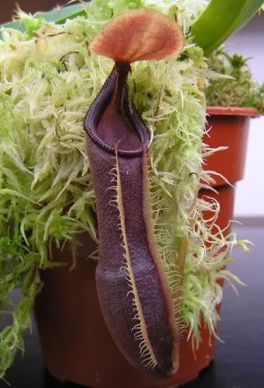 Nepenthes 'izumiae'  Tropical Pitcher Plant - Tissue Culture Cup