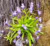 Pinguicula 'vallisneriifolia' Butterwort Plant - Tissue Culture Cup