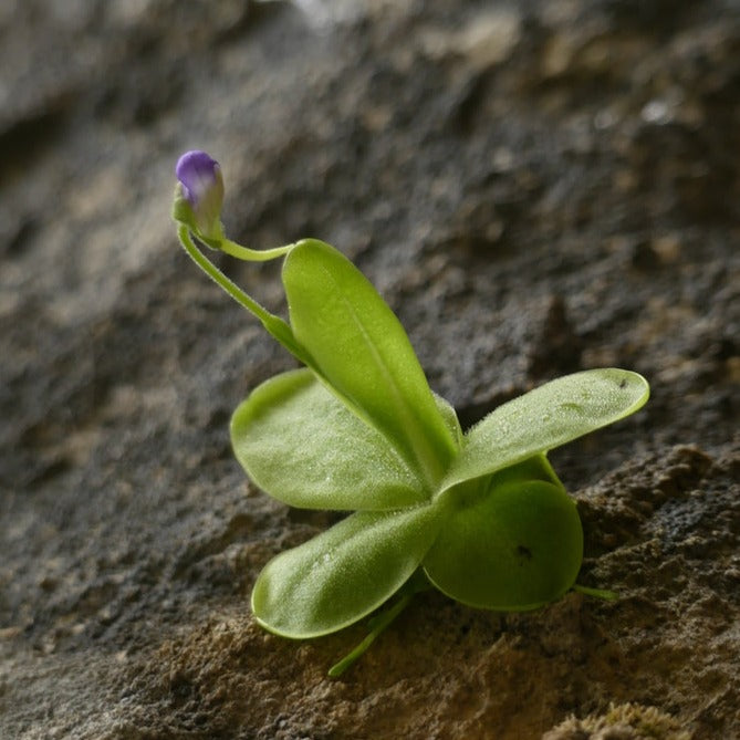 Pinguicula 'vallisneriifolia' Butterwort Plant - Tissue Culture Cup