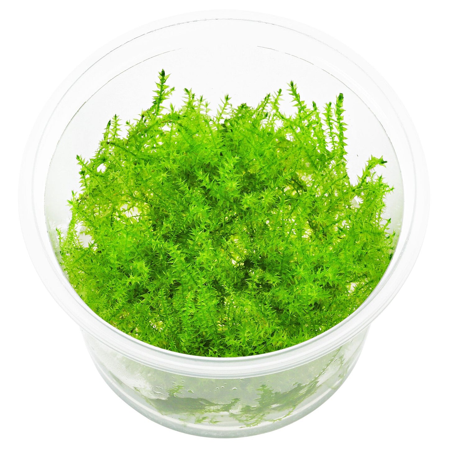 Leptodictyum riparium 'Streamside' moss - Small Tub