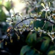 Dendrobium lineale 'Kar Kar Island Orchid' Papua New Gunea - Tissue Culture Cup