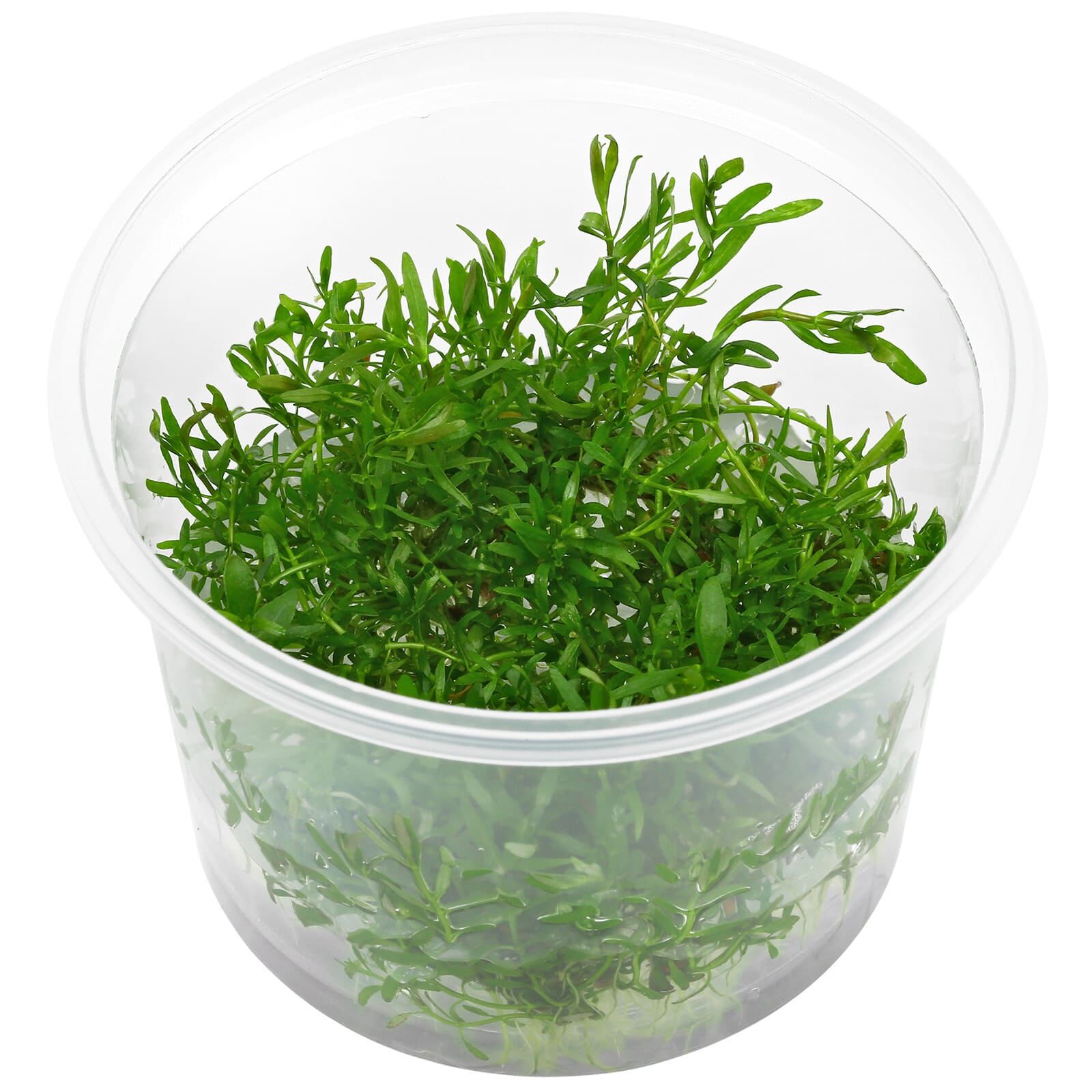 Ludwigia arcuata - Tissue Culture Cup