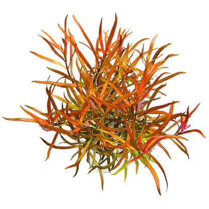 Ludwigia brevipes 'Long Beach primrose willow' - 5cm Net Pot