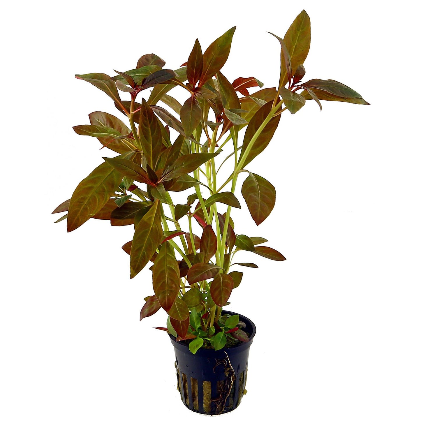 Ludwigia glandulosa 'Scarlet Ludwigia' - 5cm Net Pot
