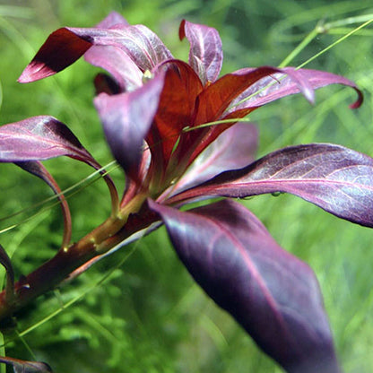 Ludwigia glandulosa 'Scarlet Ludwigia' - 5cm Net Pot