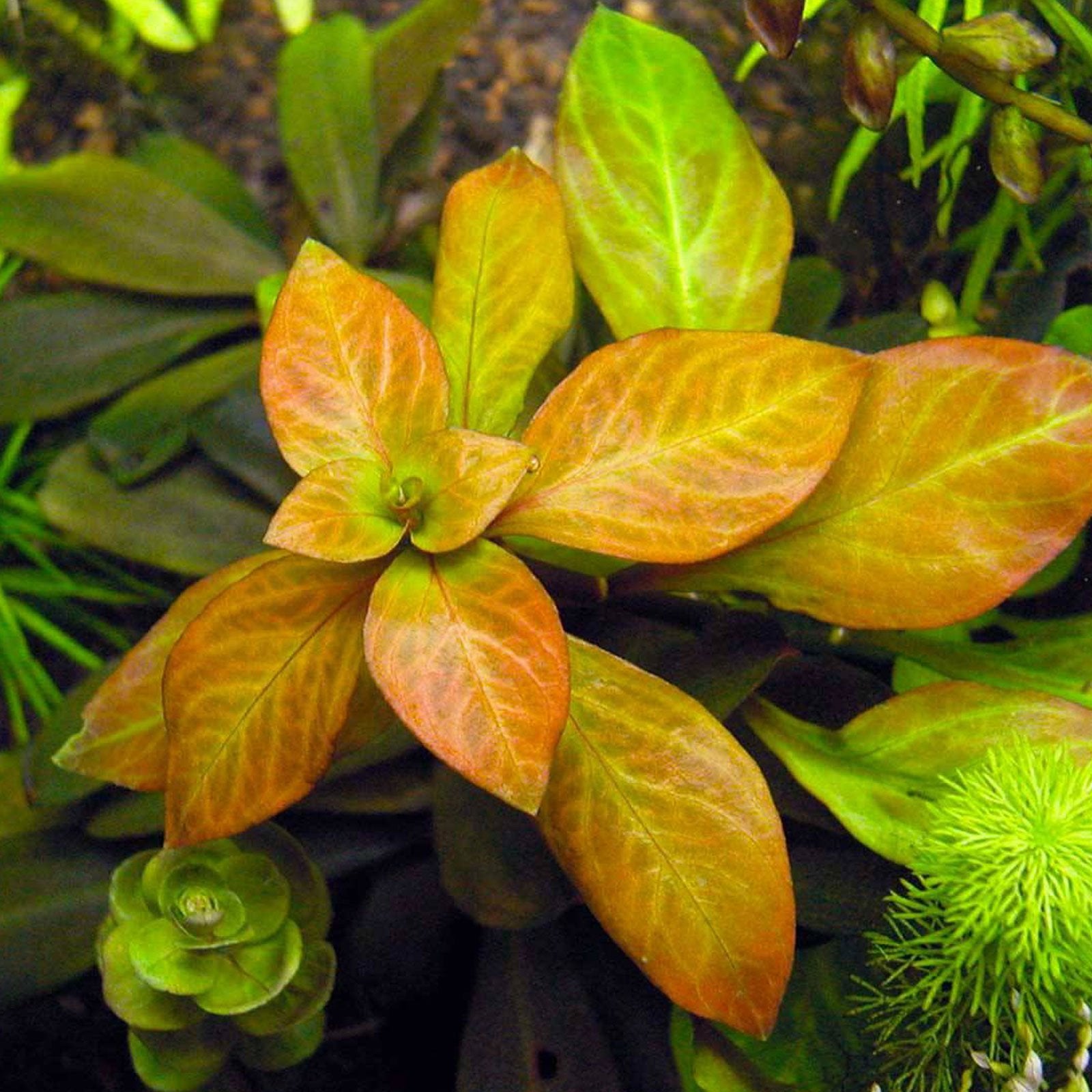 The Guppy Garden