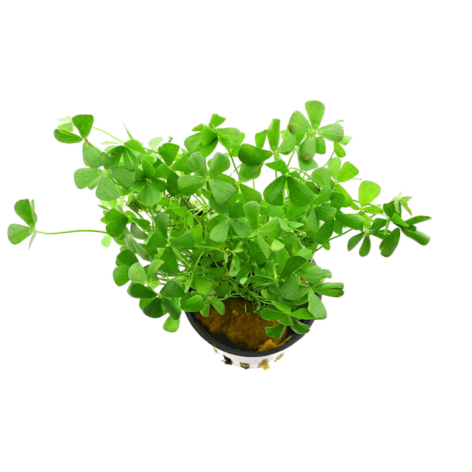 Marsilea drummondii - 5cm Net Pot