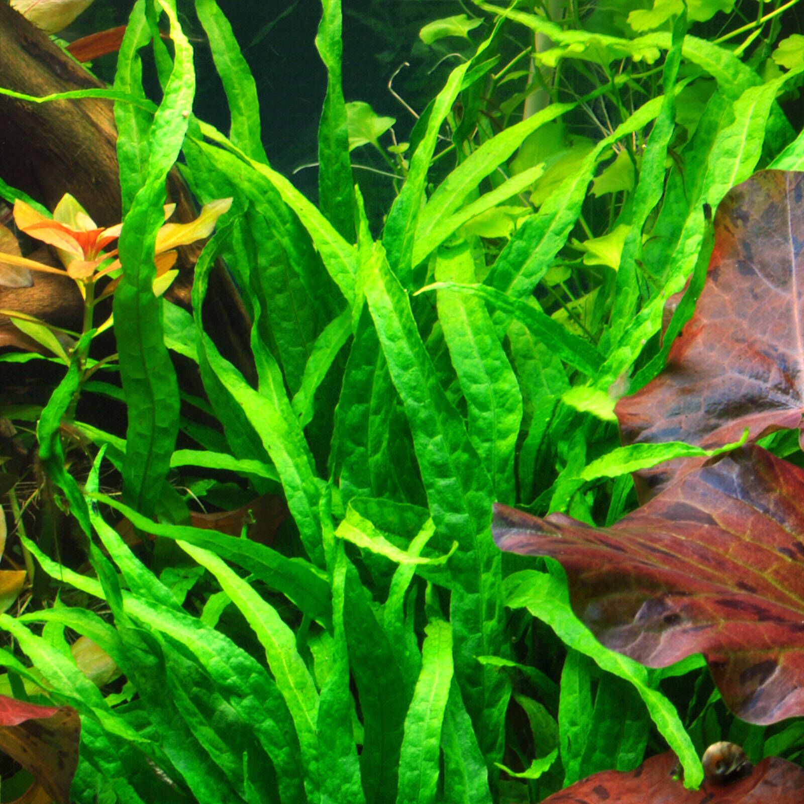 Microsorum pteropus 'Java Fern' - Small Piece