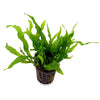 Microsorum pteropus 'Petite Java Fern' - Whole Plant