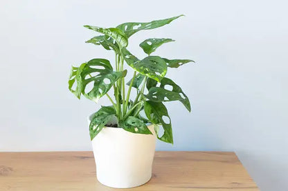 Monstera adansonii 'Swiss Cheese Plant' - Tissue Culture Cup