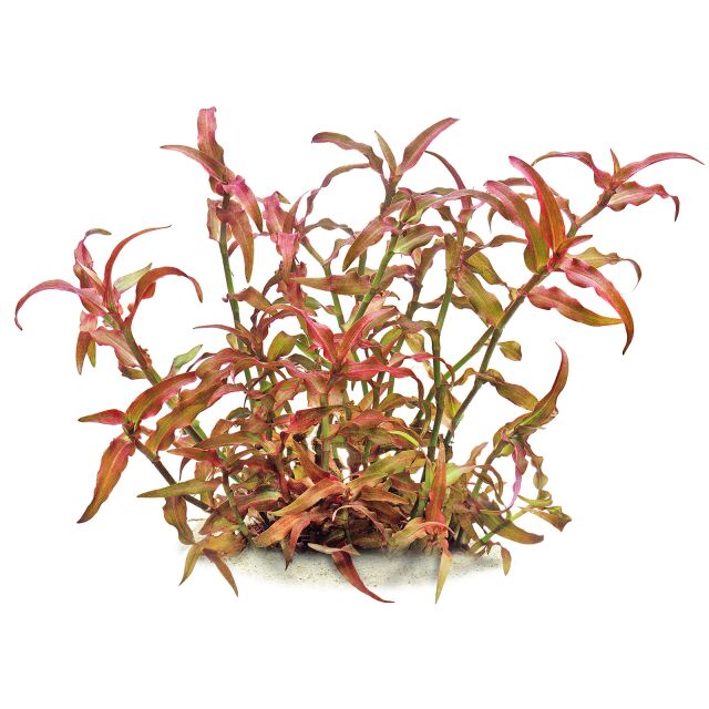 Murdannia engelsii 'Red Murdannia' - 5cm Net Pot