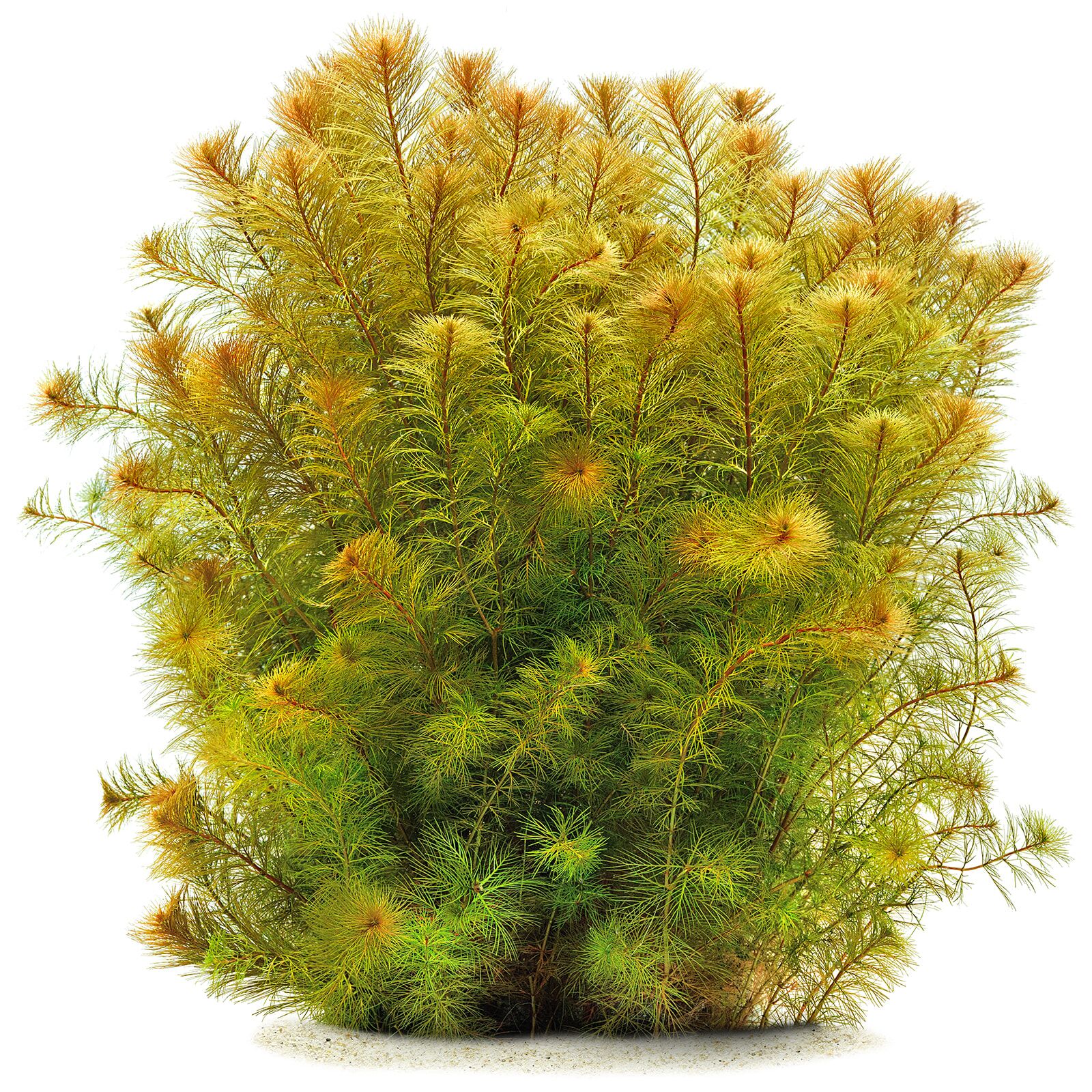 Myriophyllum sp. 'Roraimi' Roraima milfoil - 5cm Net Pot