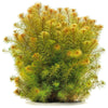 Myriophyllum sp. 'Roraimi' Roraima milfoil - 5cm Net Pot