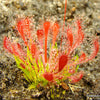 Drosera oblanceolata sundew - 1 Plant in small cup