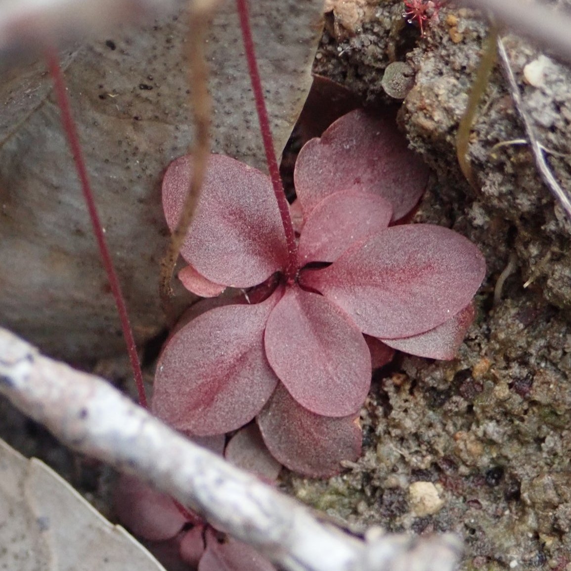 Stylidium uliginosum - Trigger Plant - Tissue Culture Plant