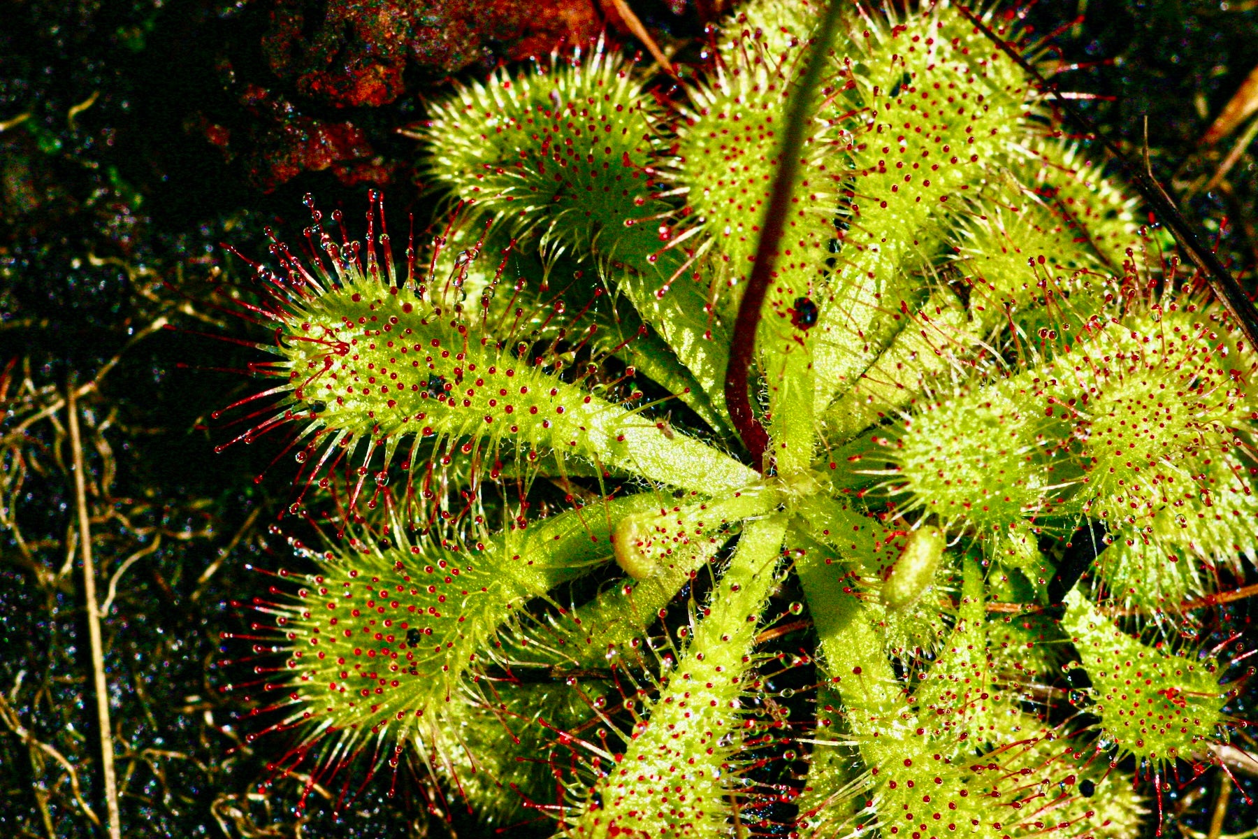 Shop Drosera 'Communis' Sundew Tissue Culture Terrarium Live Plant ...