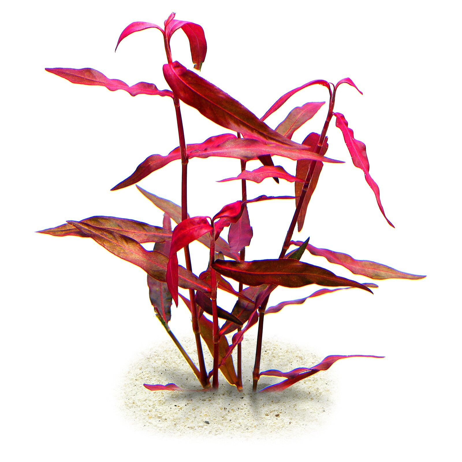 Persicaria maculosa 'Sao Paolo' - 5cm Net Pot